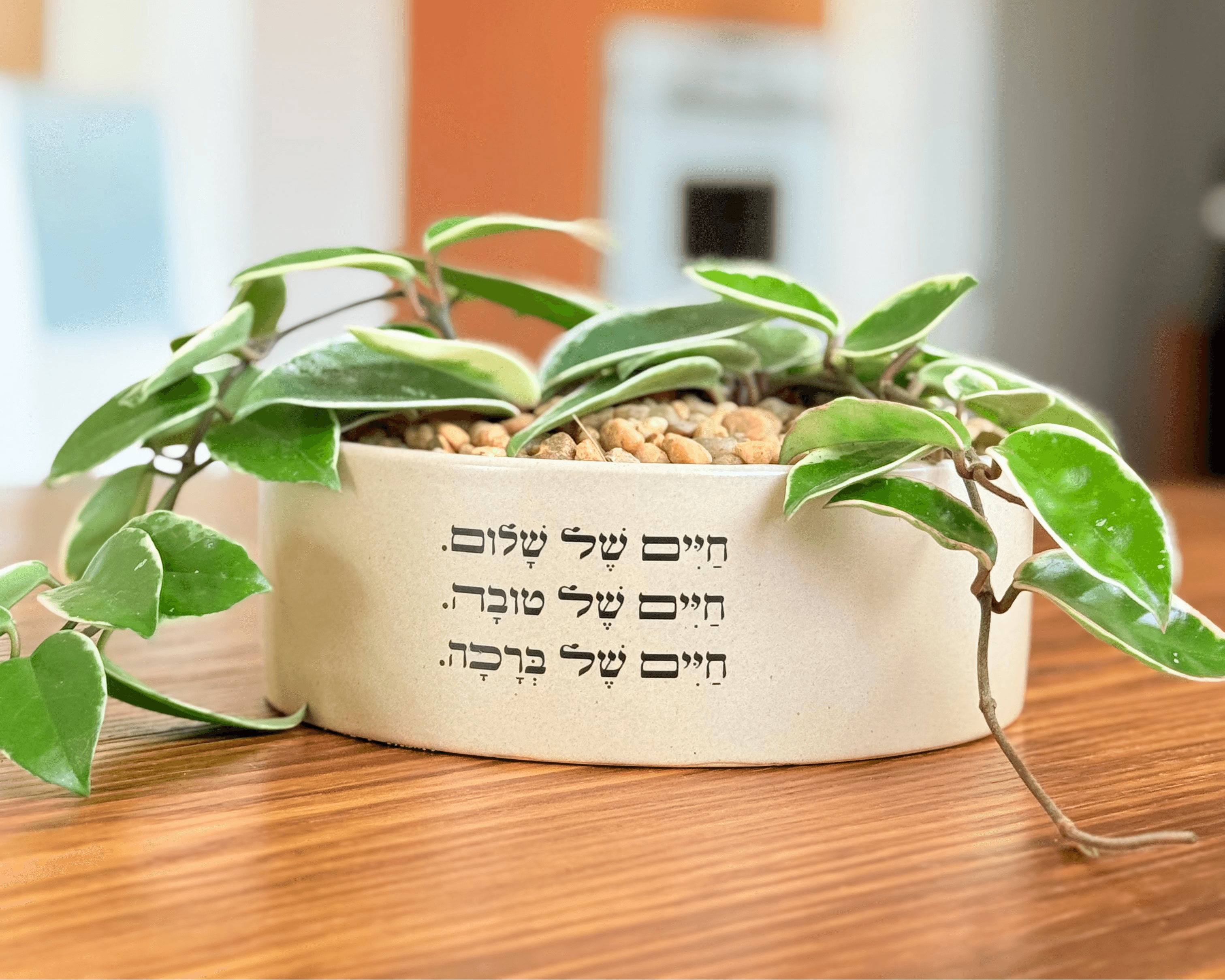חיים של שלום אדנית