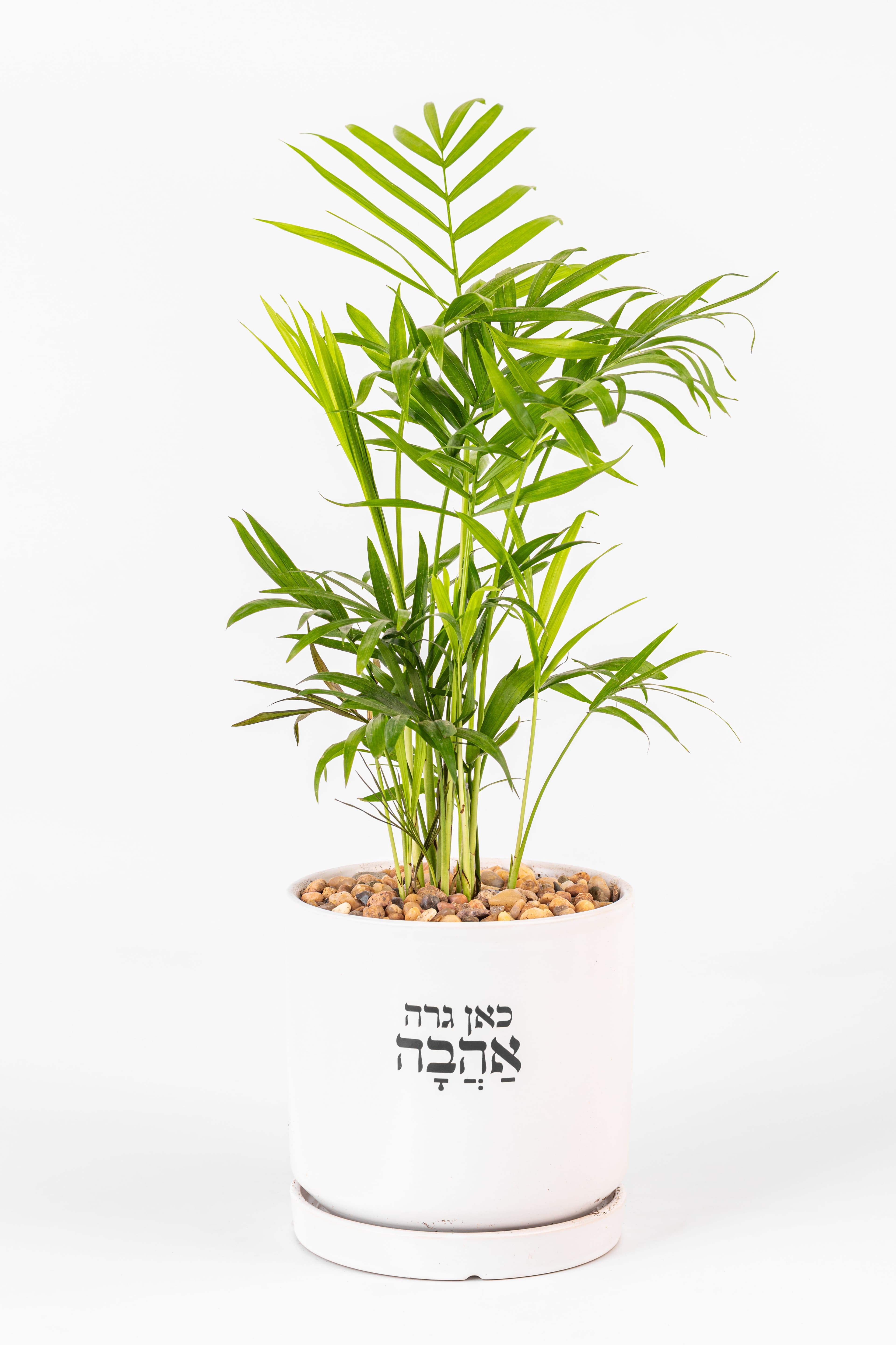 כאן גרה אהבה