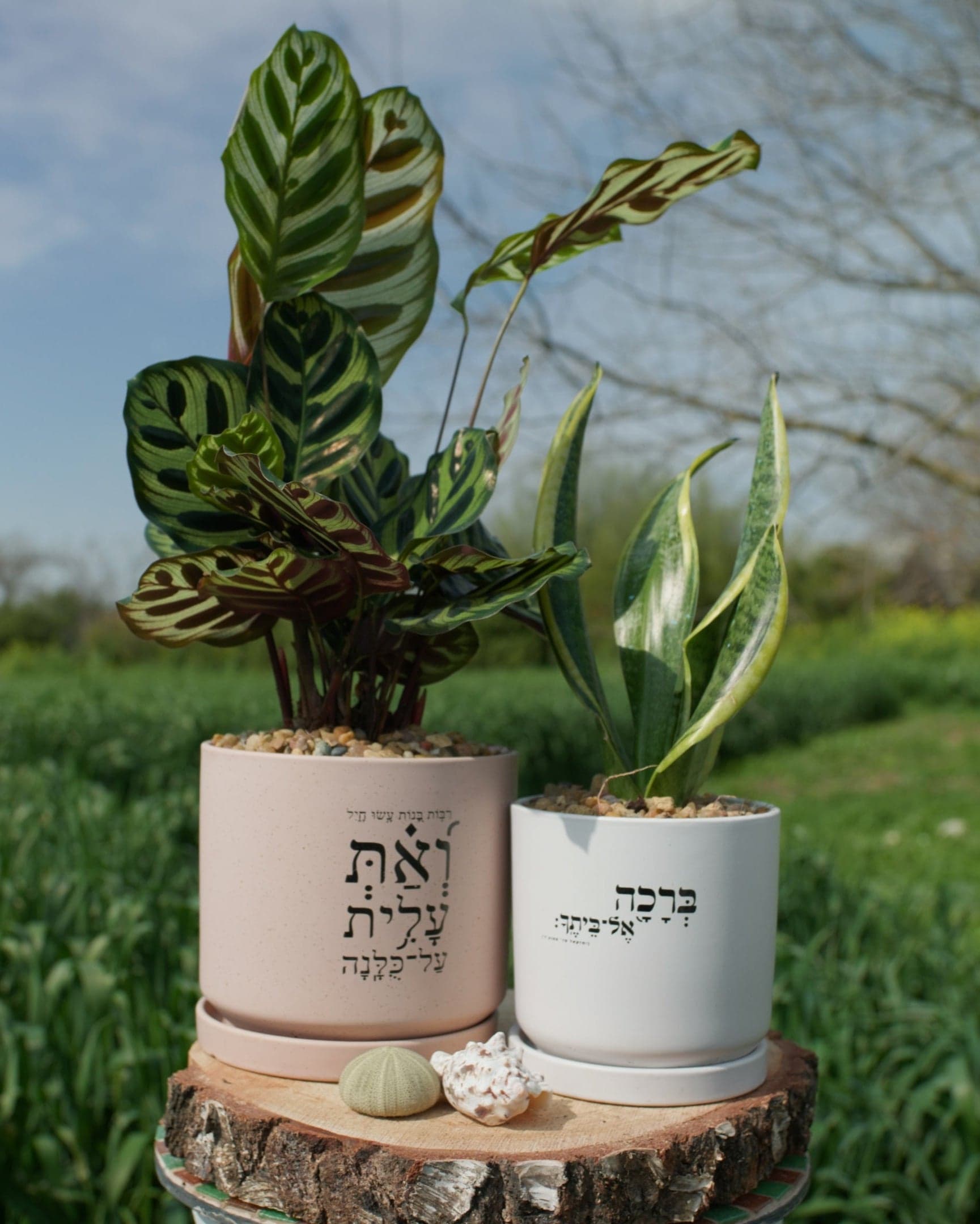 מארז: עציץ גדול מאוד "ואת עלית על כולנה" + עציץ גדול ברכה אל ביתך
