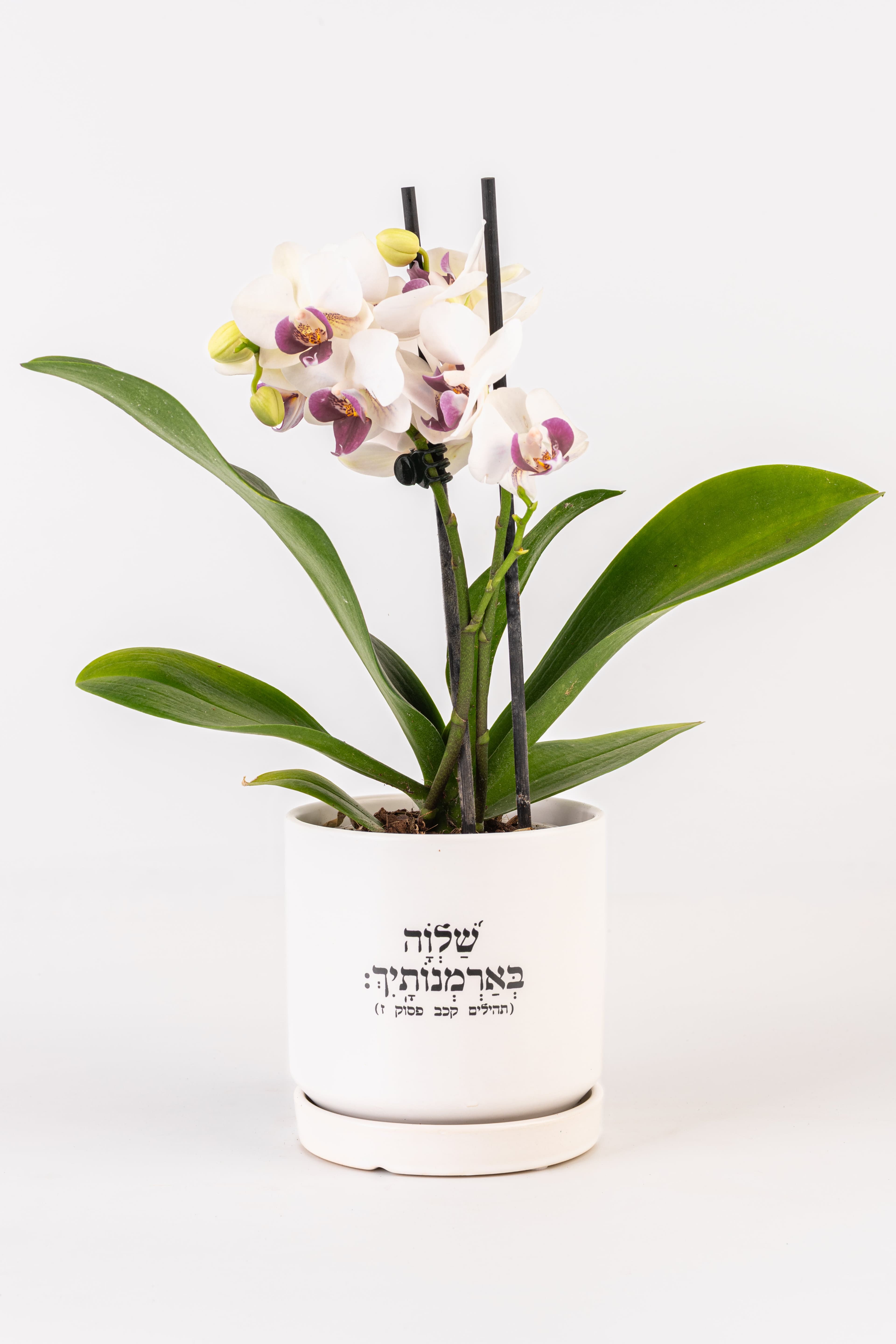 שלווה בארמונותייך 1