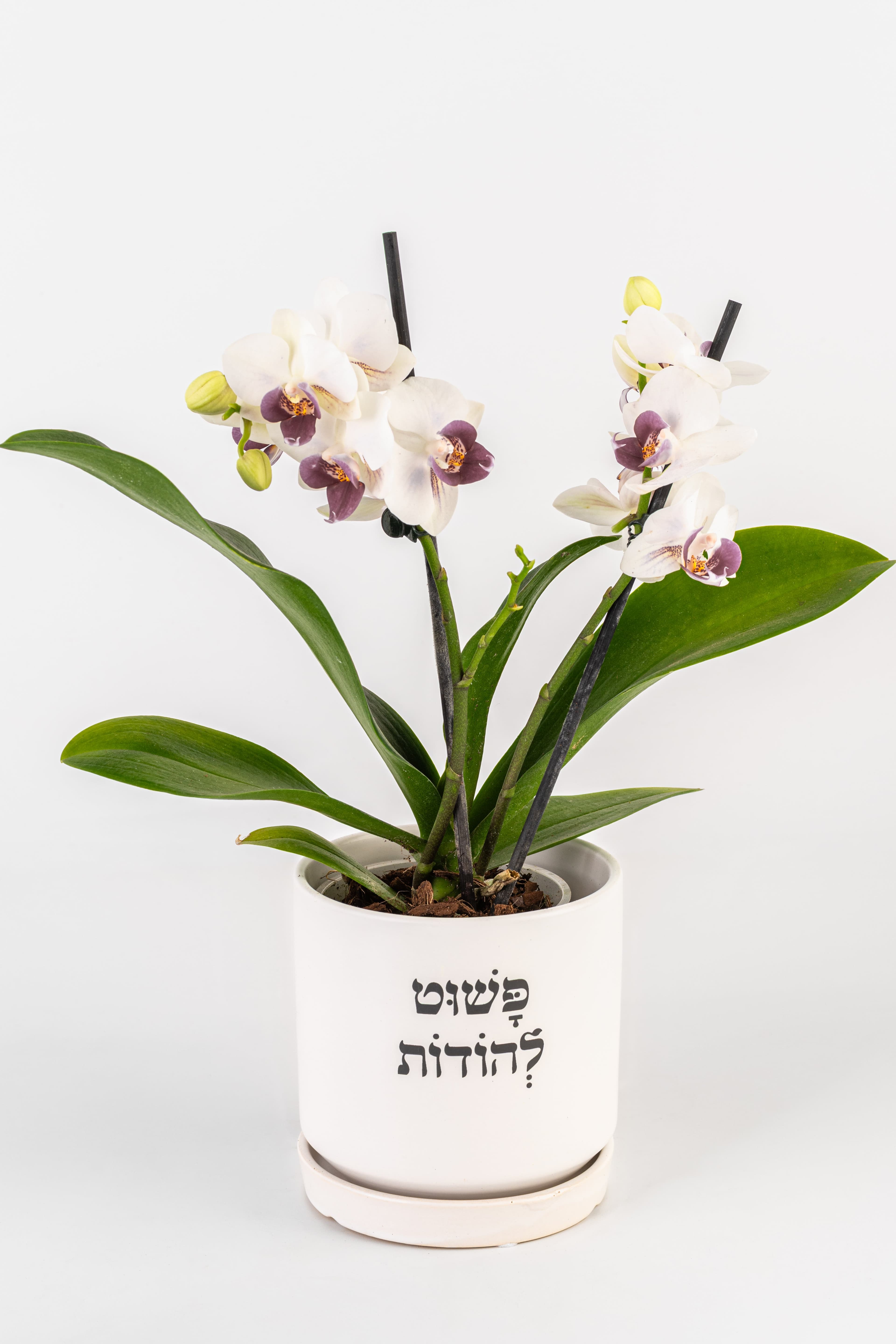 פשוט להודות 1