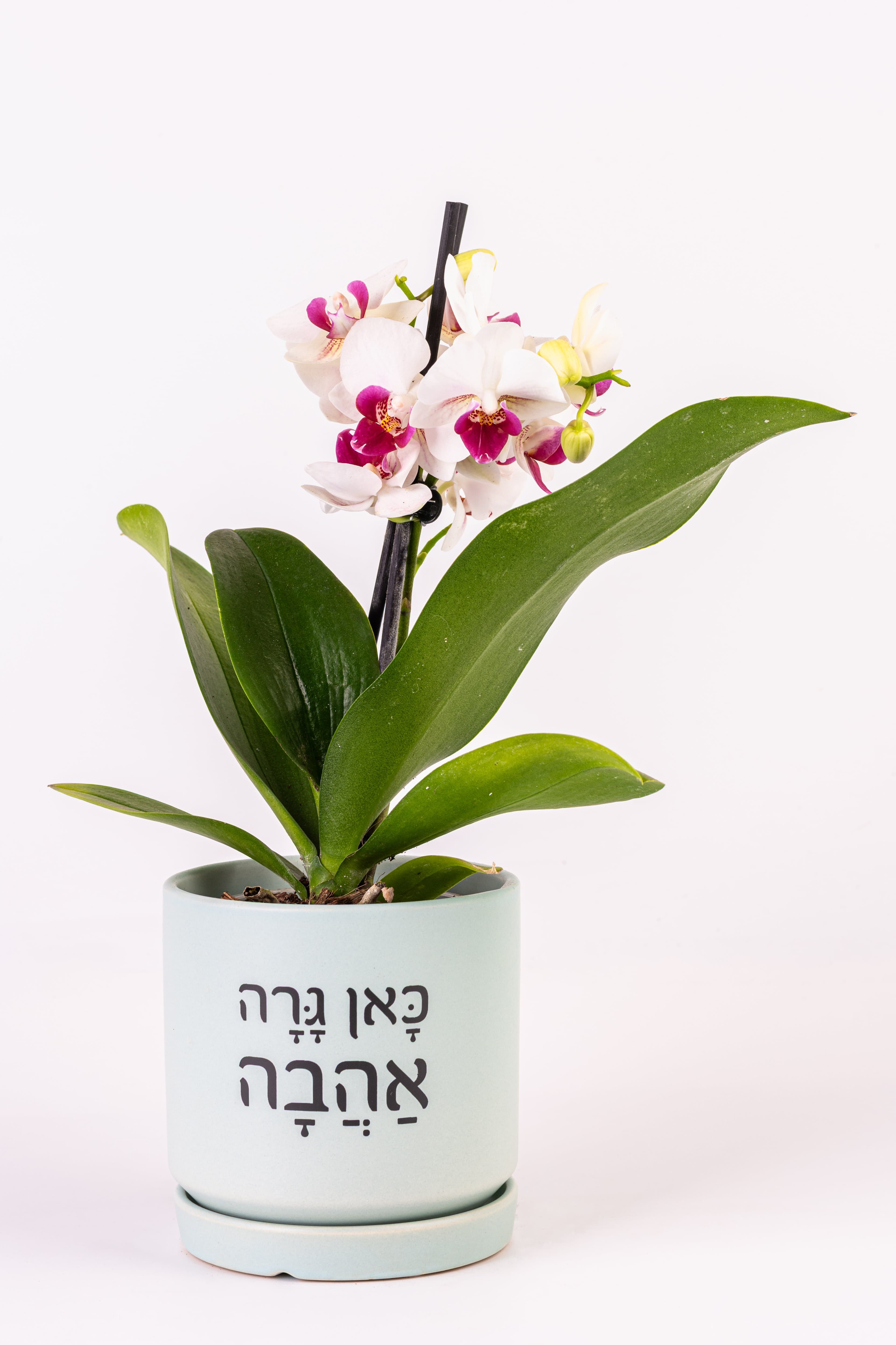 כאן גרה אהבה 1