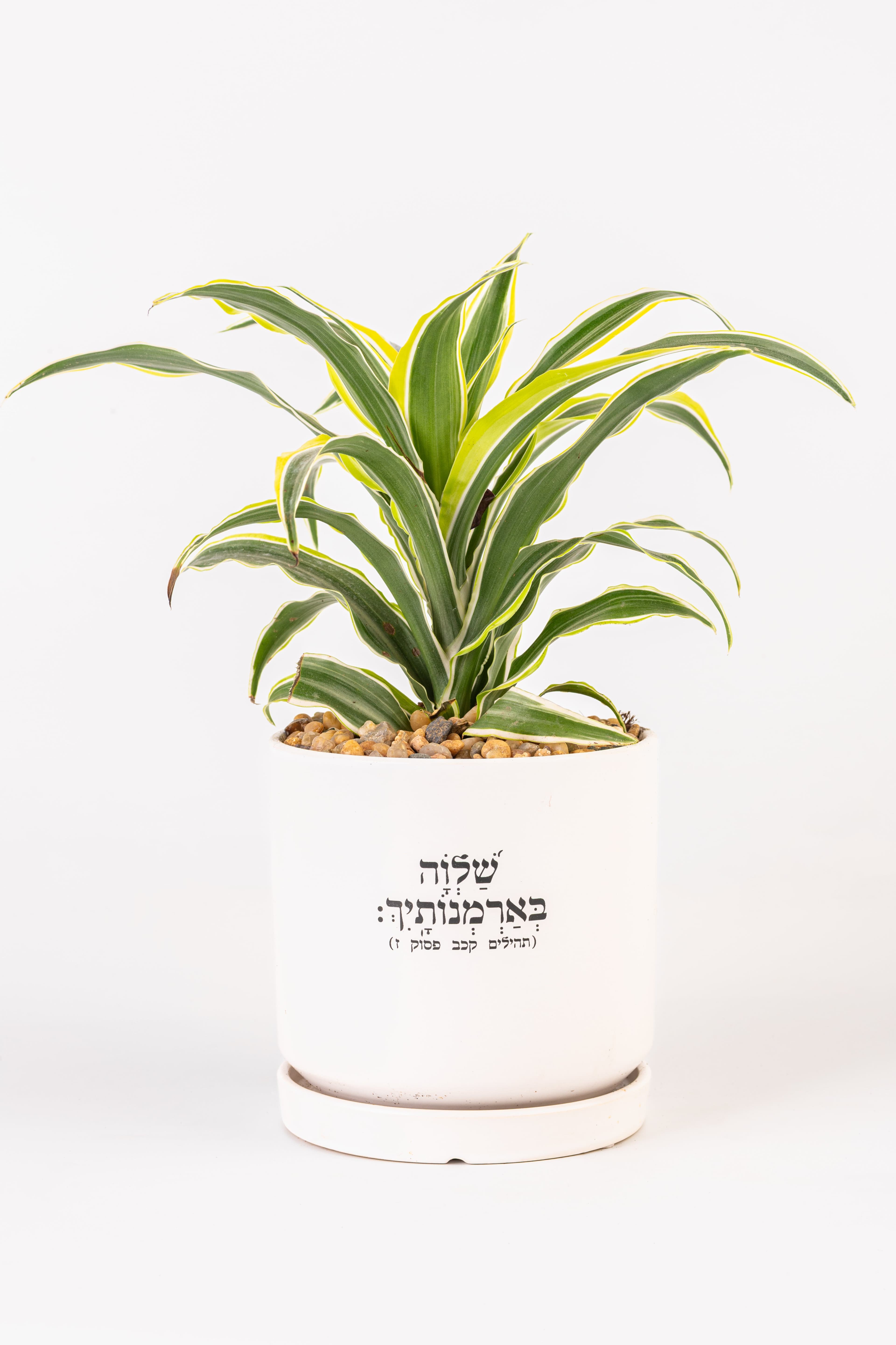 שלווה בארמונותייך