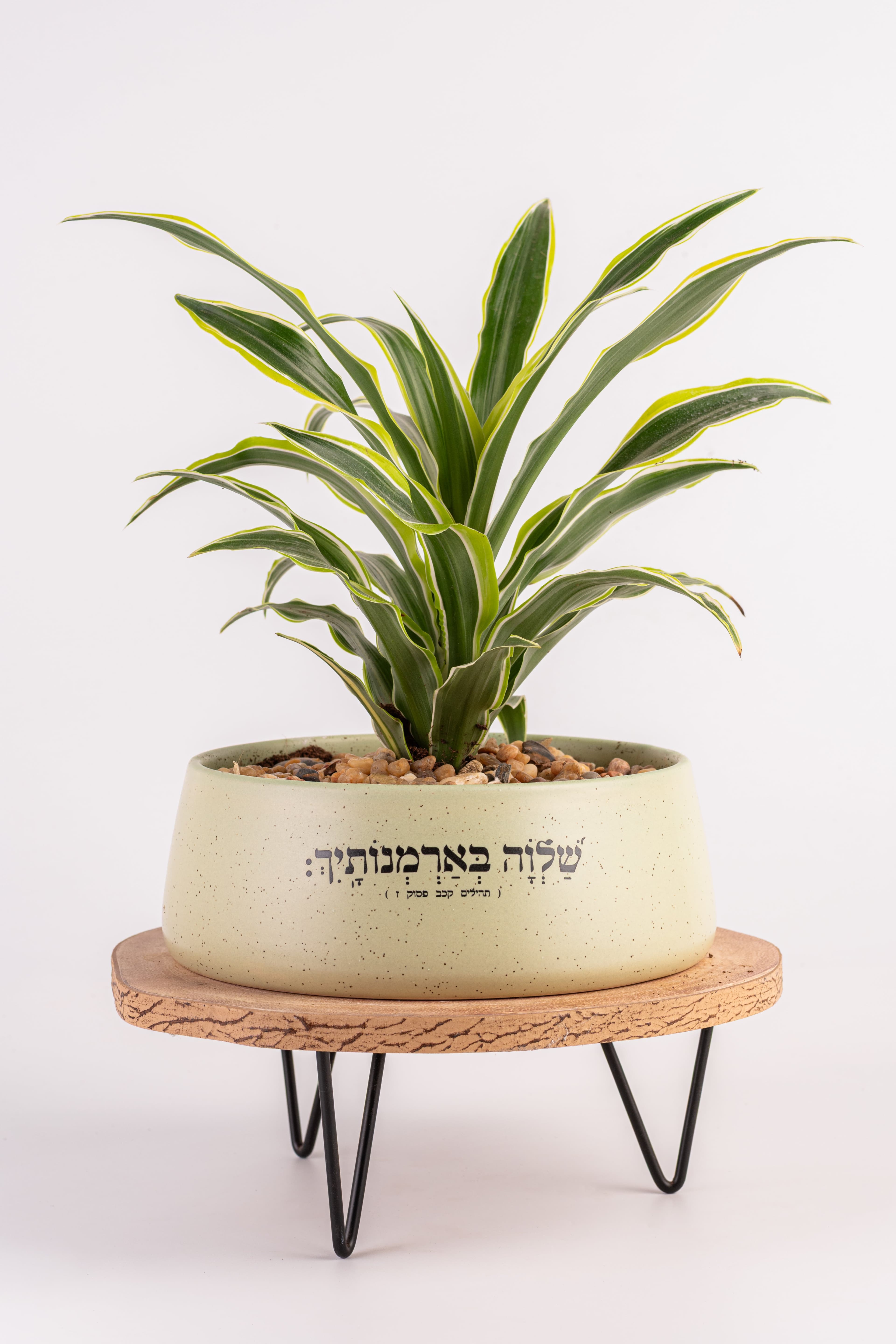 שלווה בארמונותייך - אדניות 1