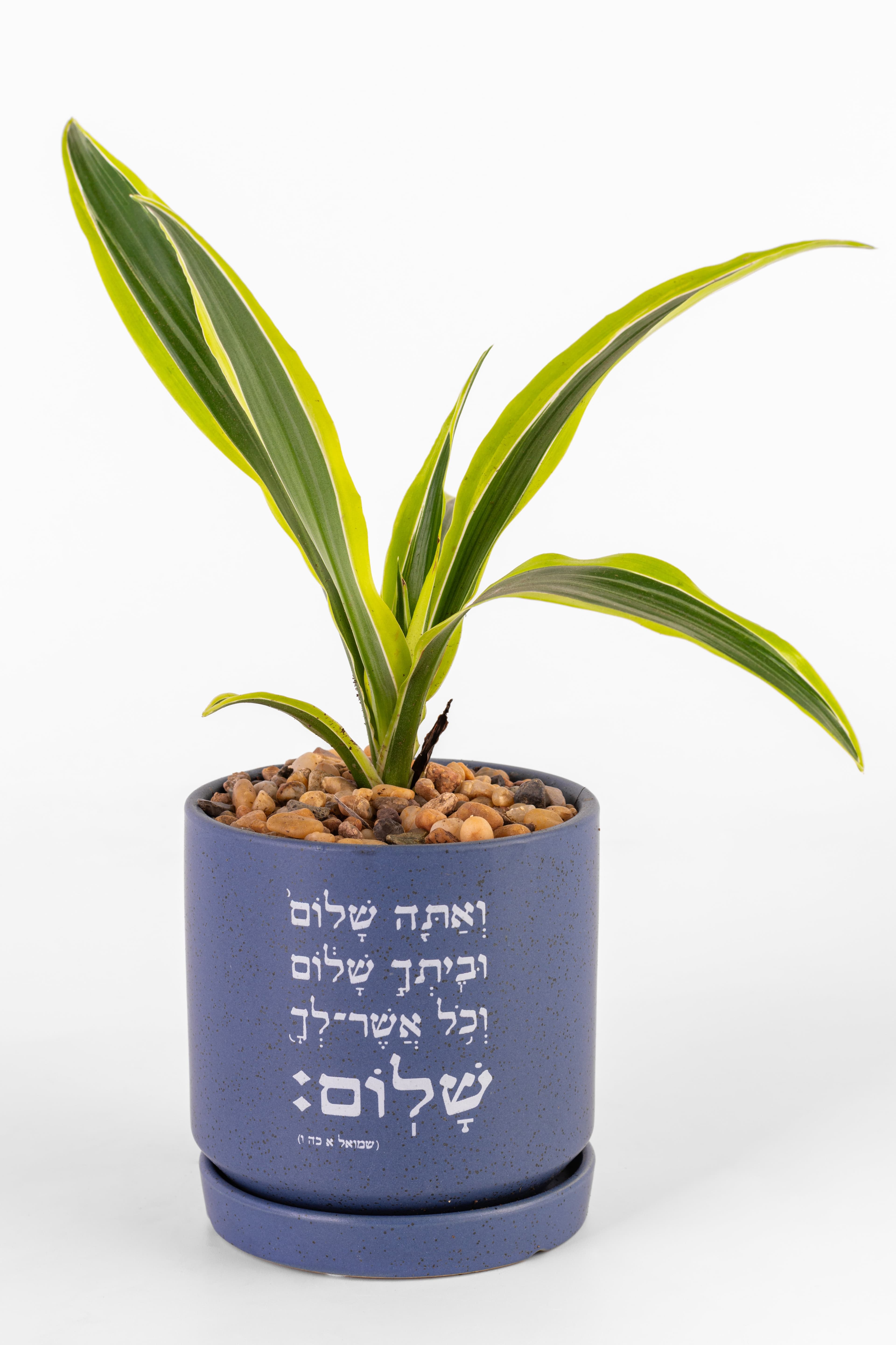 אתה שלום 1