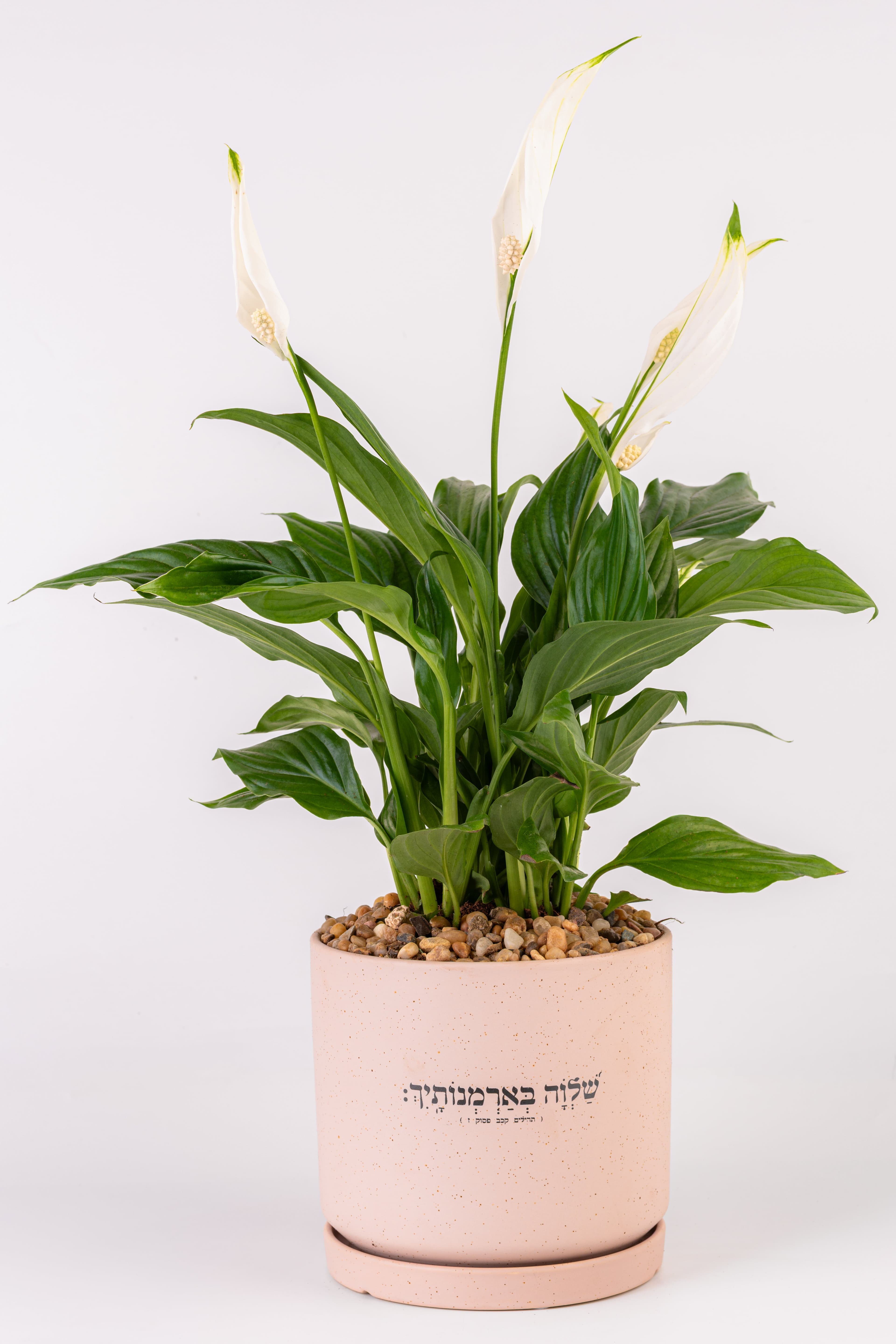 שלווה בארמונותייך 1