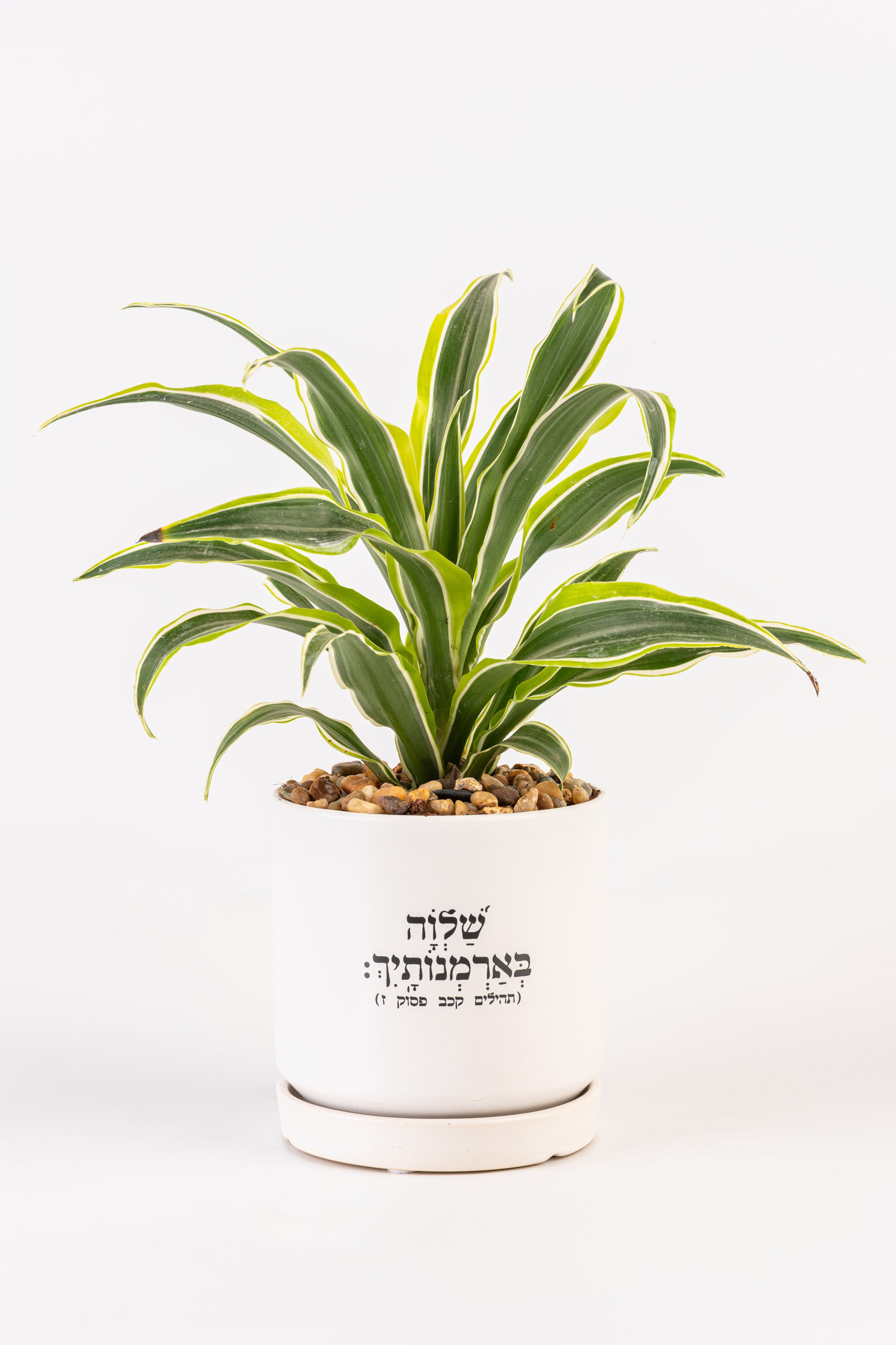 שלווה בארמונותייך 1