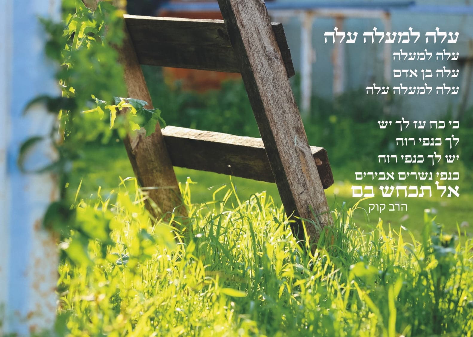 עלה למעלה עלה