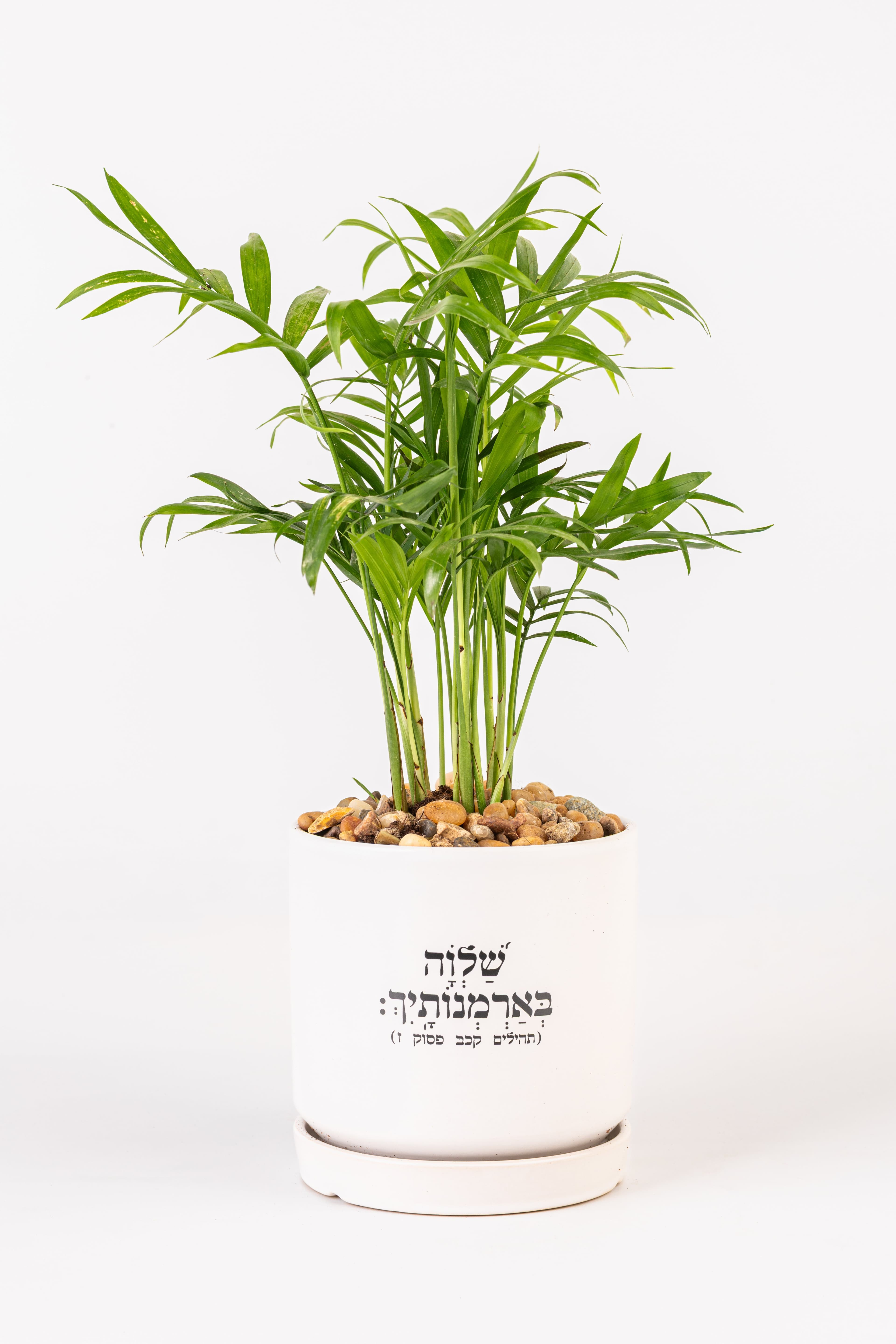 שלווה בארמונותייך 1