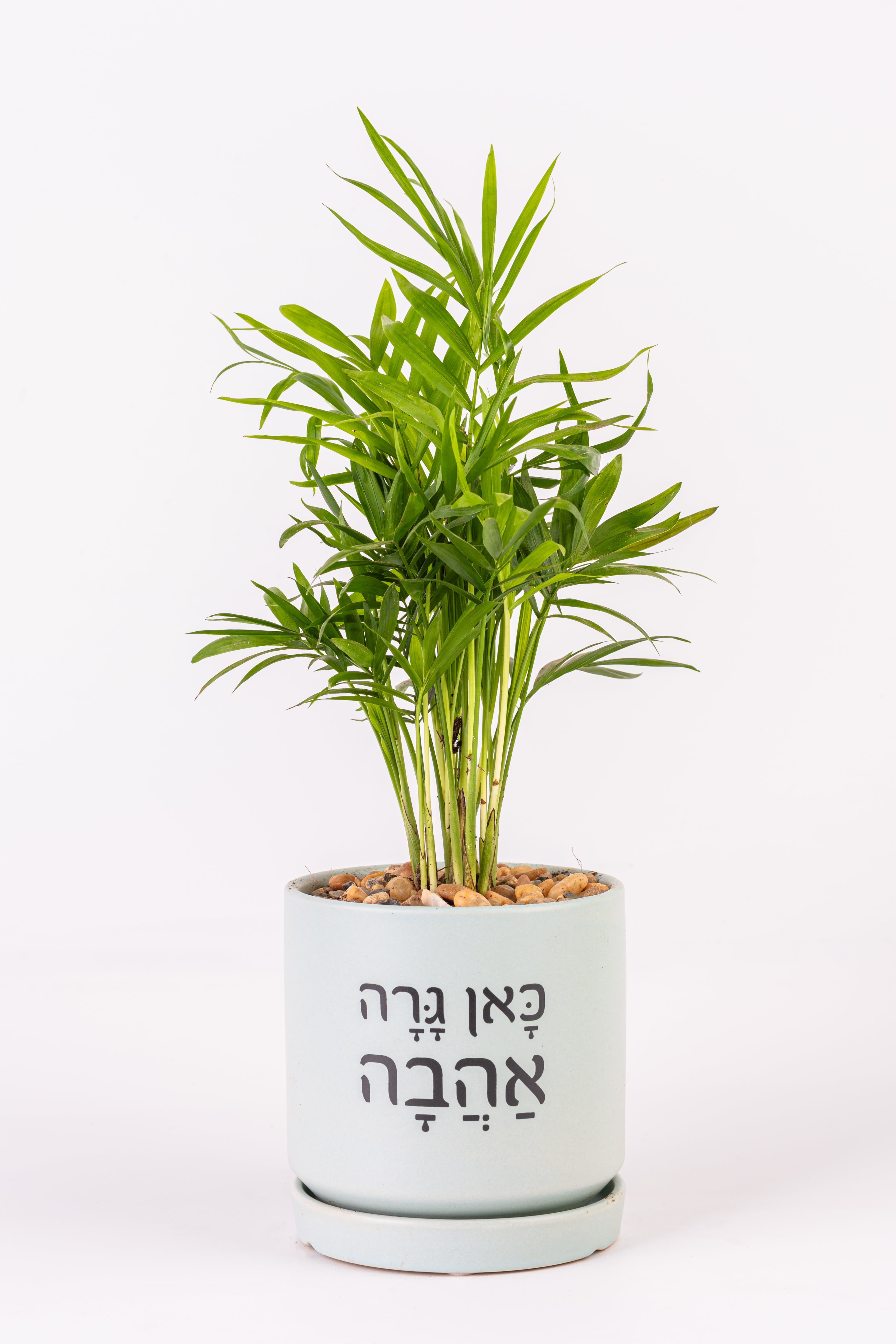 כאן גרה אהבה 1